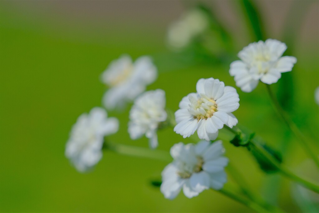 散歩の途中で。3