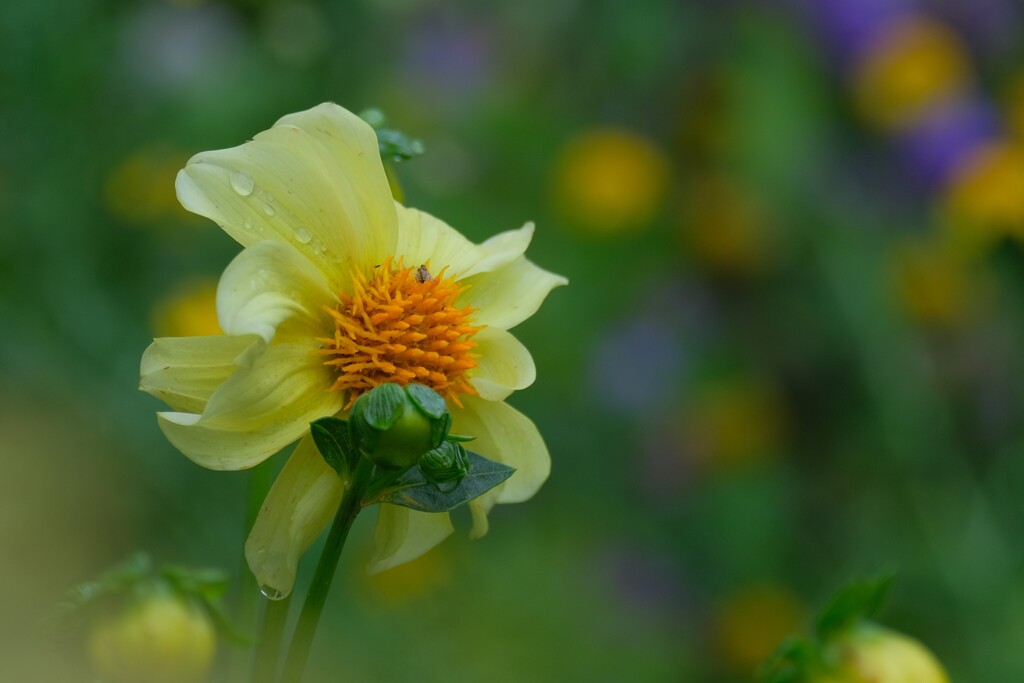 散歩の途中で。