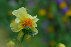 散歩の途中で。