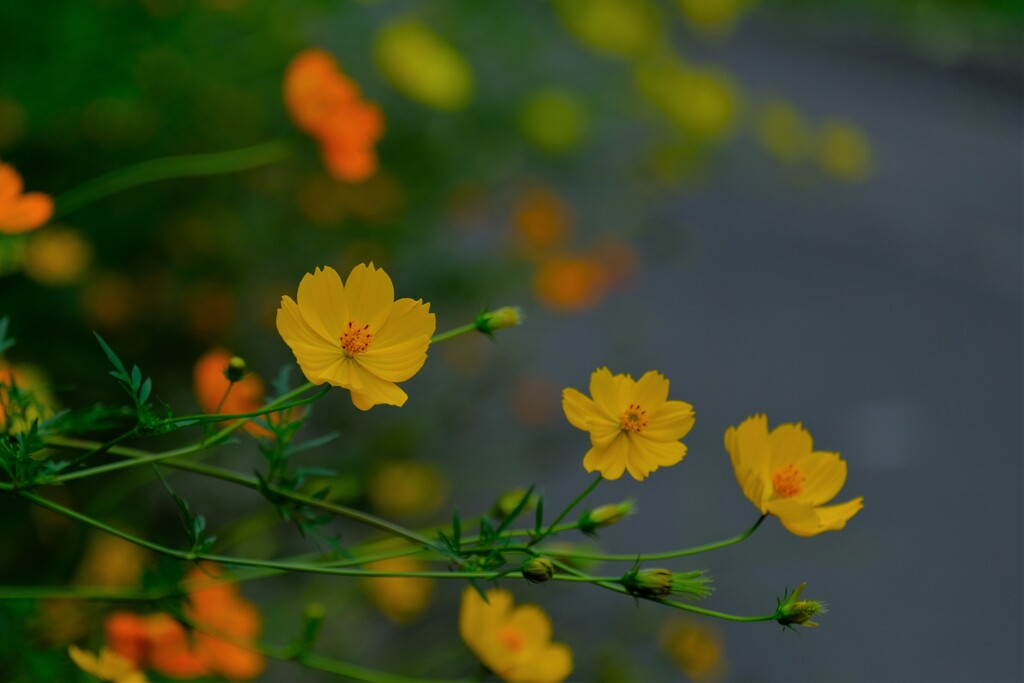 散歩の途中で。④