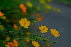 散歩の途中で。④