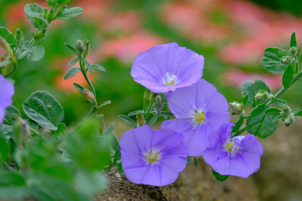 散歩の途中で。７