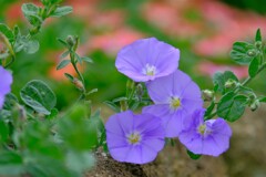 散歩の途中で。７