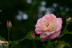 薔薇