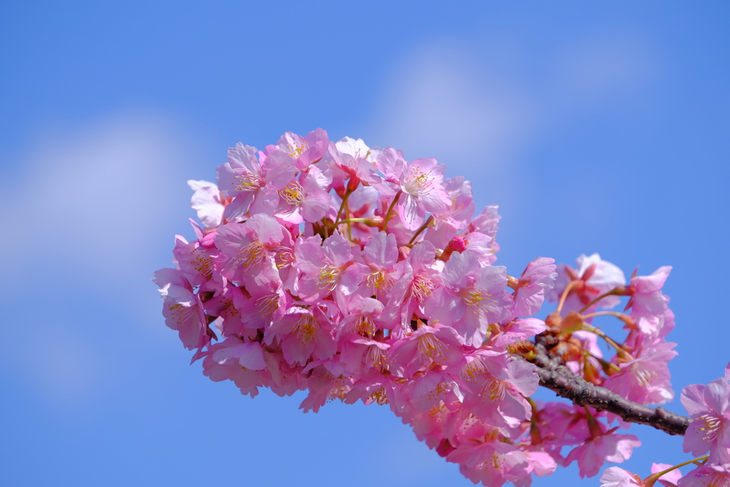 散歩の途中で。6