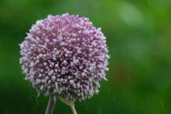 散歩の途中で。