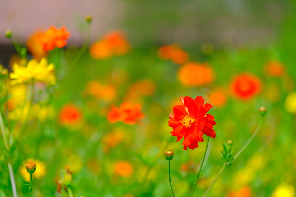 散歩の途中で。④