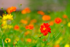 散歩の途中で。④