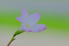 散歩の途中で。