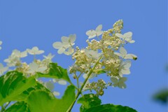 散歩の途中で。（10）