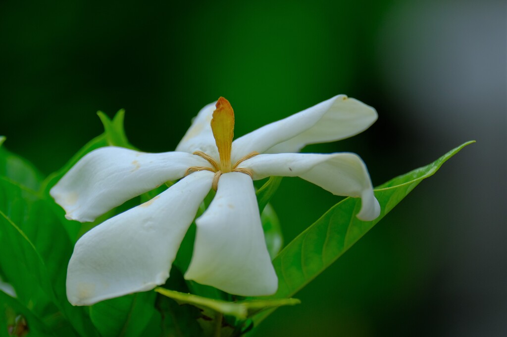 散歩の途中で。Ⅱ