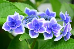 西洋あじさい