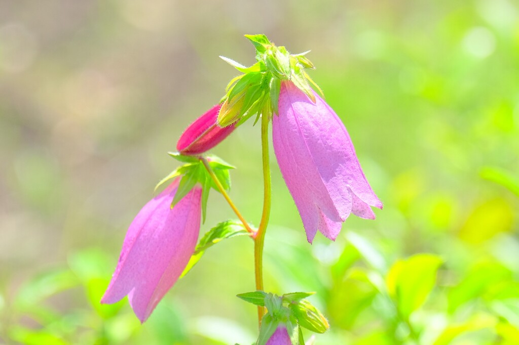 久しぶりの散歩(28)