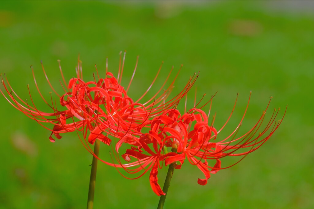 散歩の途中で。Ⅴ