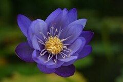 ネッタイスイレン（３）