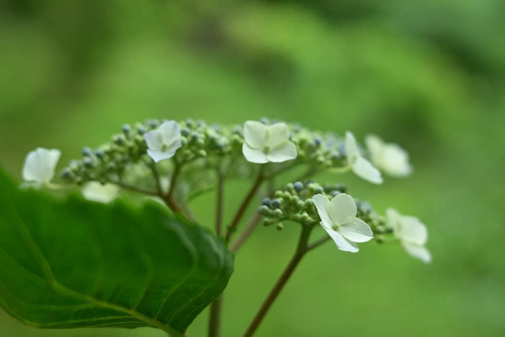 紫陽花