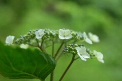紫陽花