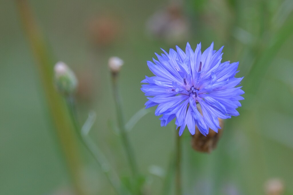 散歩の途中で。