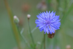 散歩の途中で。