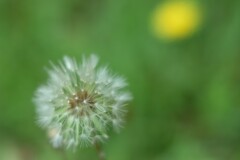 タンポポ