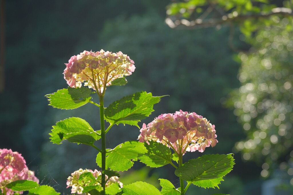 散歩の途中で。