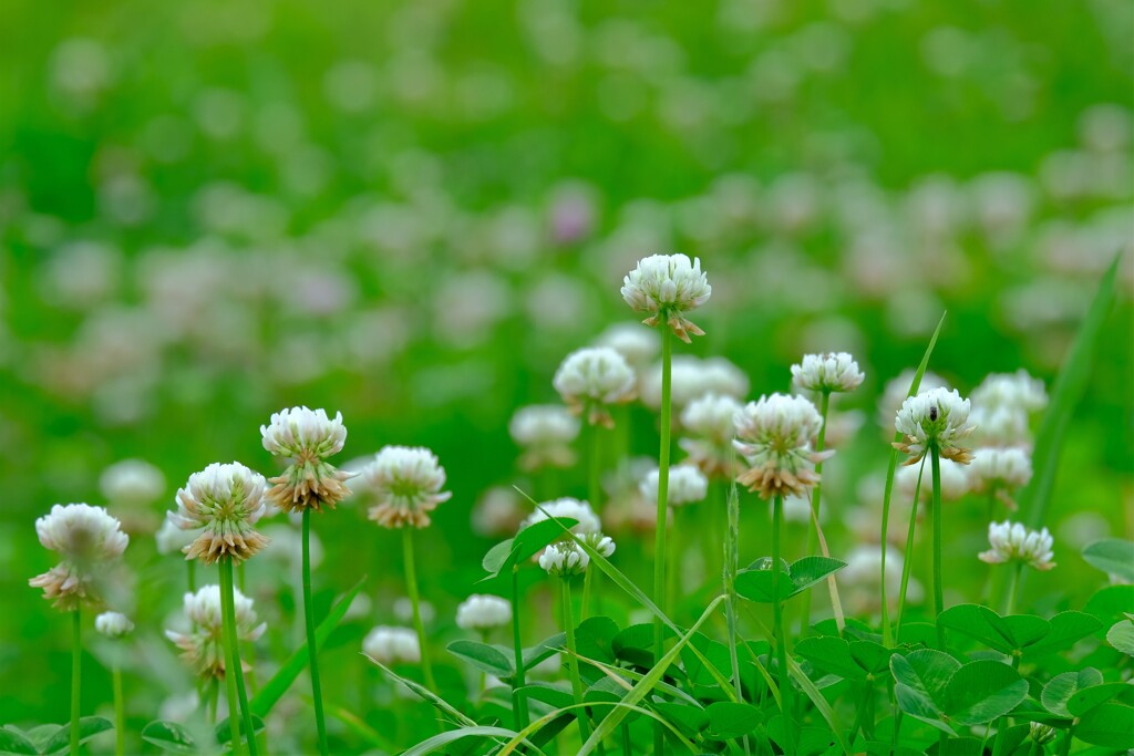 散歩の途中で。①