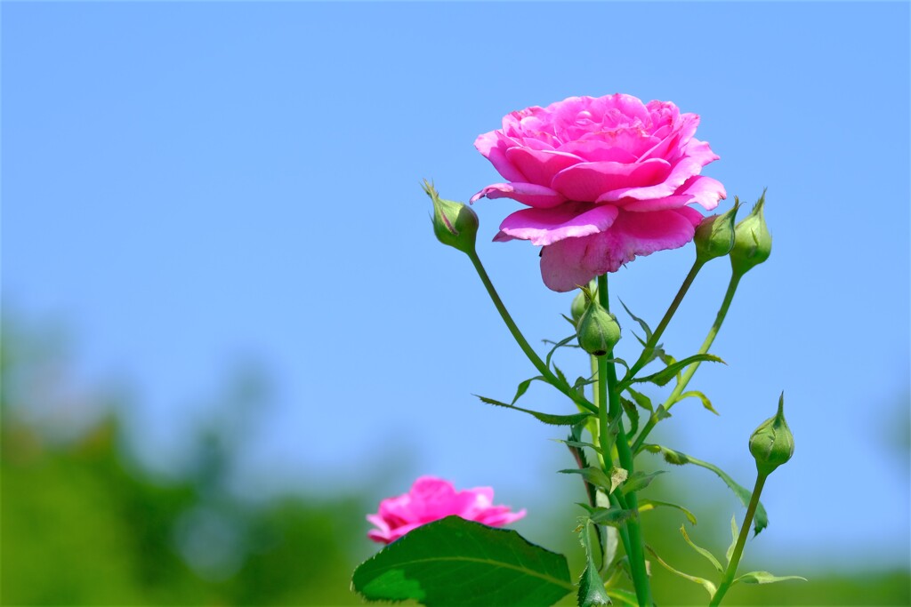 散歩の途中で。Ⅷ