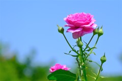 散歩の途中で。Ⅷ