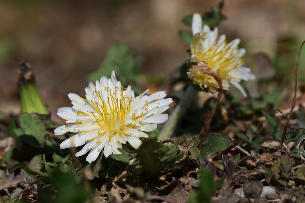 セイヨウタンポポ