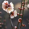 梅-5