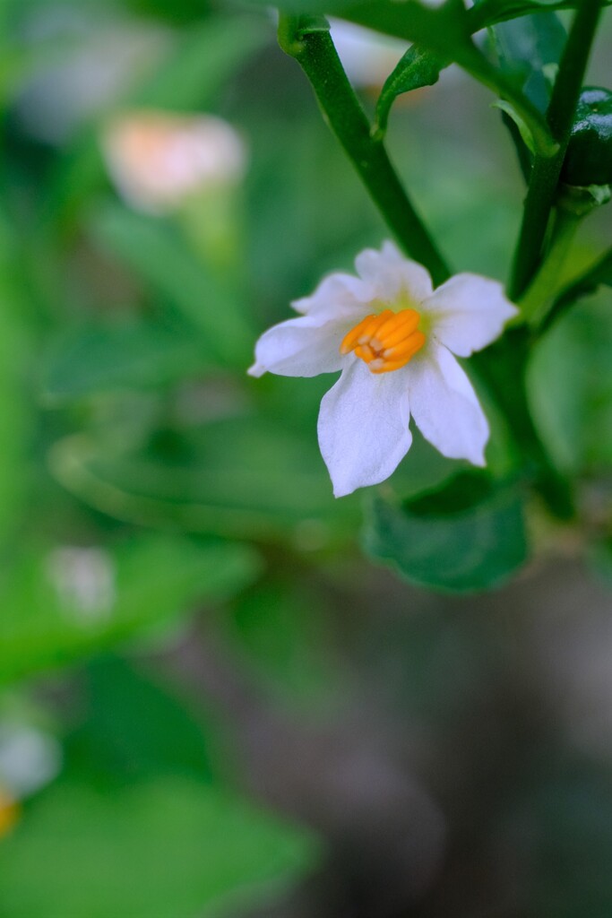 散歩の途中で。⑦