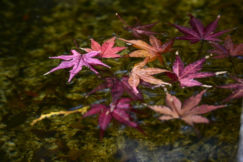 紅葉-9