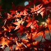 紅葉-２