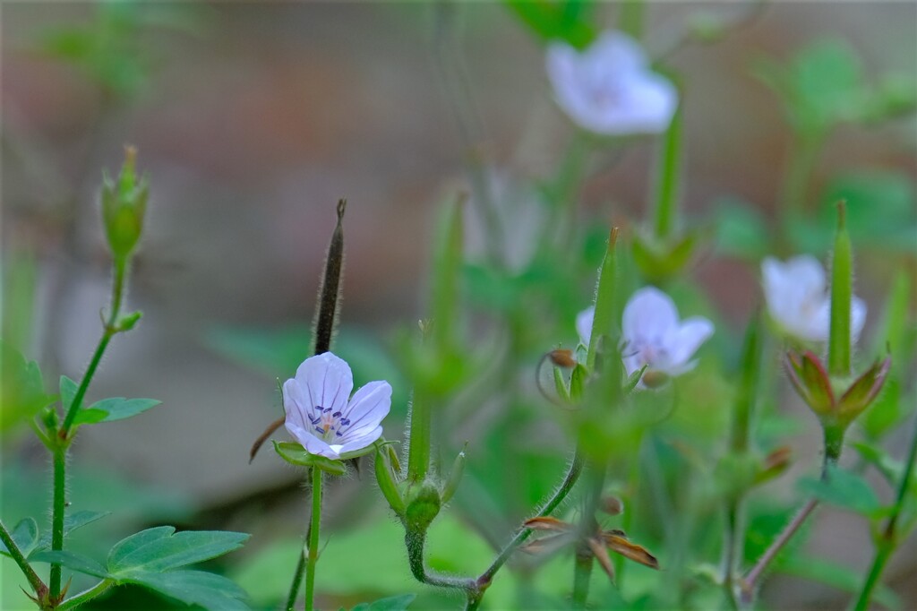 散歩の途中で。3