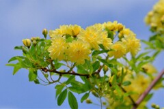 散歩の途中で。Ⅶ