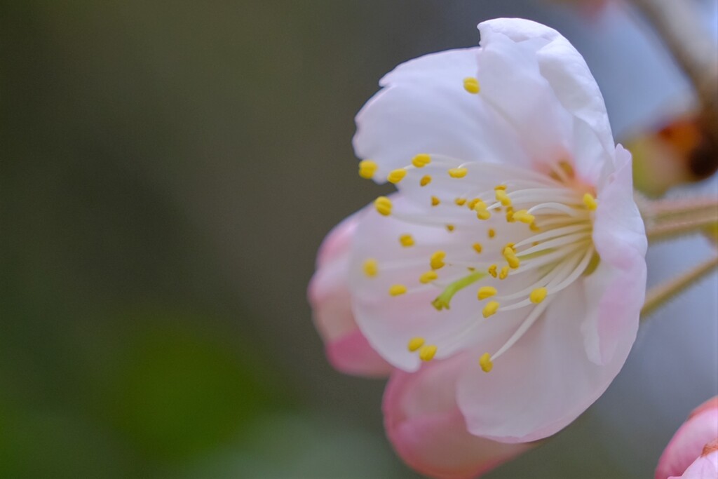 散歩の途中で。③