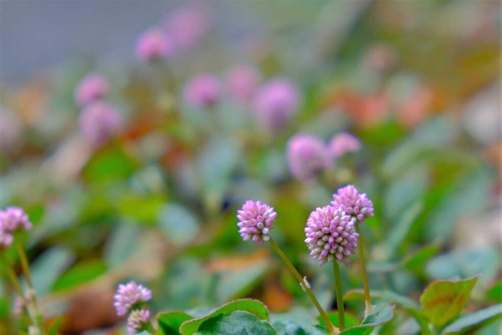 散歩の途中で。7