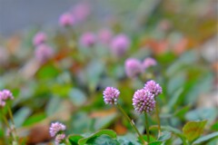 散歩の途中で。7