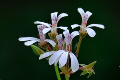 散歩の途中で。Ⅱ