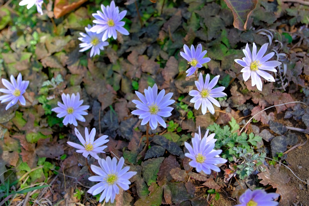 散歩の途中で。⑦