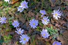 散歩の途中で。⑦