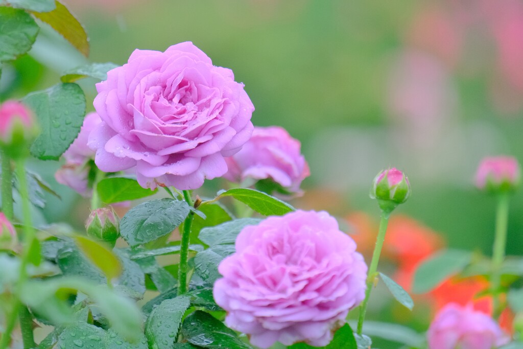 散歩の途中で。