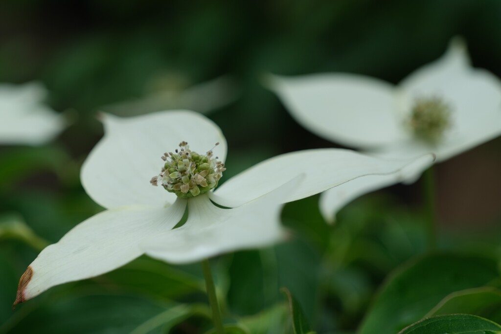 散歩の途中で。⑥