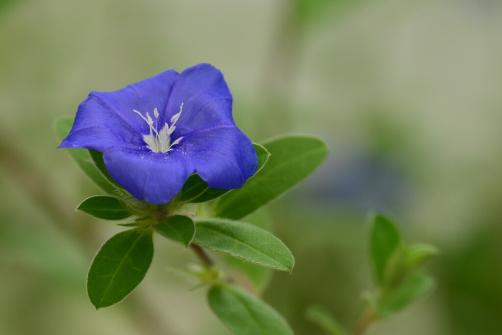 アメリカブルー