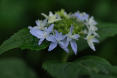 散歩の途中で。Ⅴ