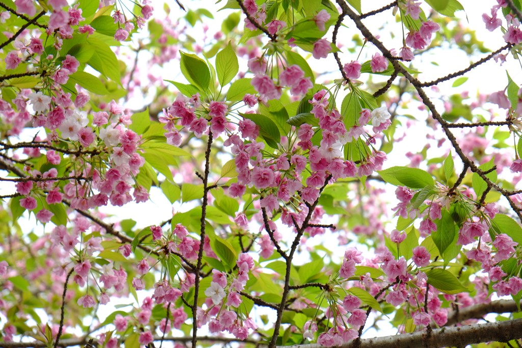 八重桜
