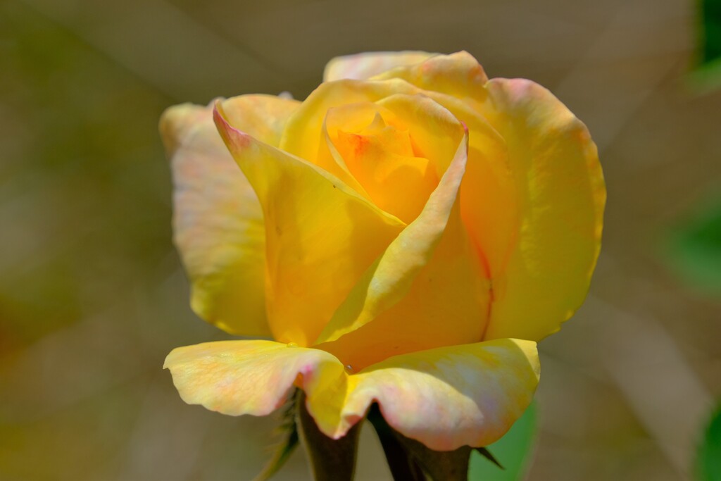 散歩の途中で。⑦