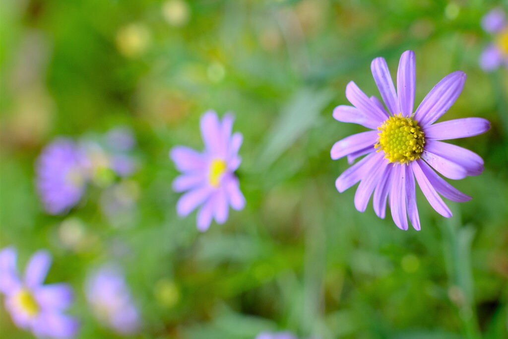 散歩の途中で。⑨