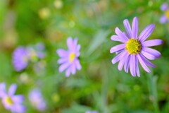 散歩の途中で。⑨