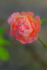 散歩の途中で。７